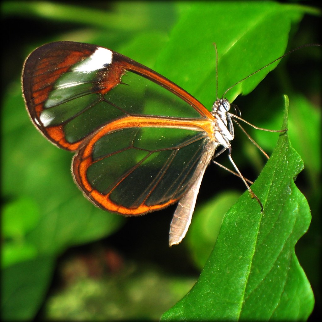 Look straight through the Wings of the Butterfly by Batikart