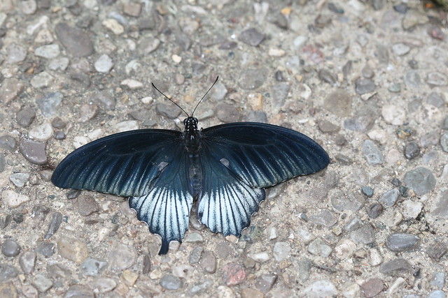 Papilio lowi (Asian Swallowtail)