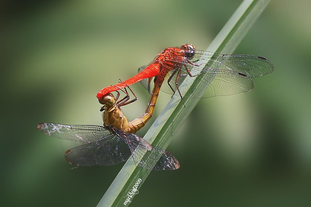 mating dragonfly