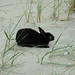 Flickr photo 'Oryctolagus cuniculus (European rabbit / Konijn)' by: Bas Kers (NL).