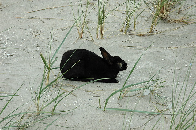 Oryctolagus cuniculus (European rabbit / Konijn)