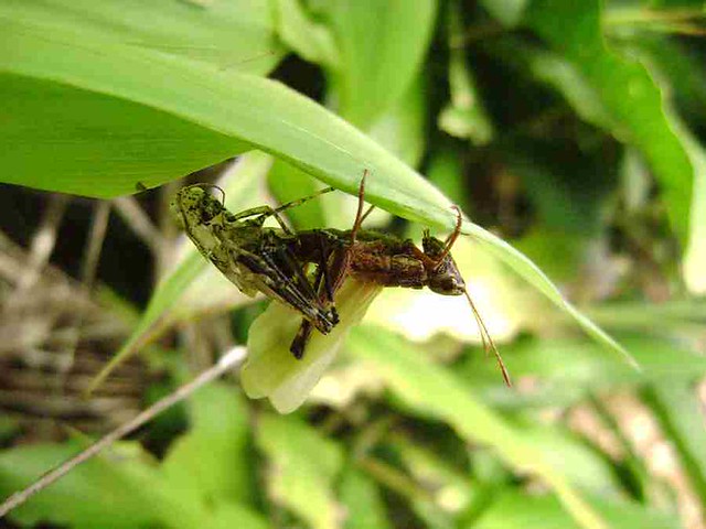 Unidentified Grasshopper (13)