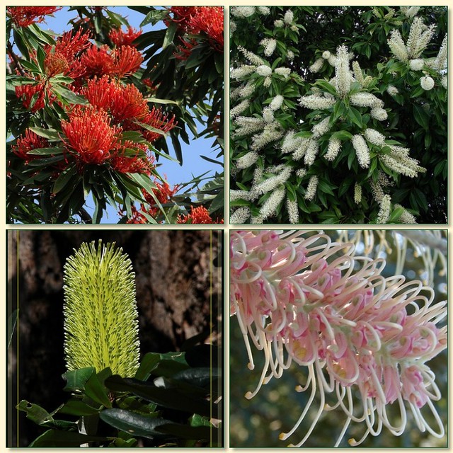 Tribute to Charles Darwin (2) - Proteaceae