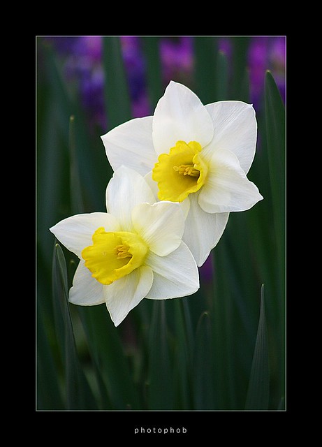 Daffodil - Narcissus - Narzisse - Osterglocke - Narcis - Daffs