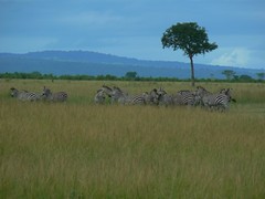 Zebras