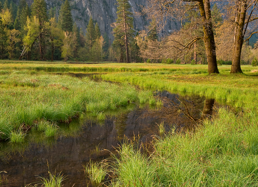 Cook's Meadow