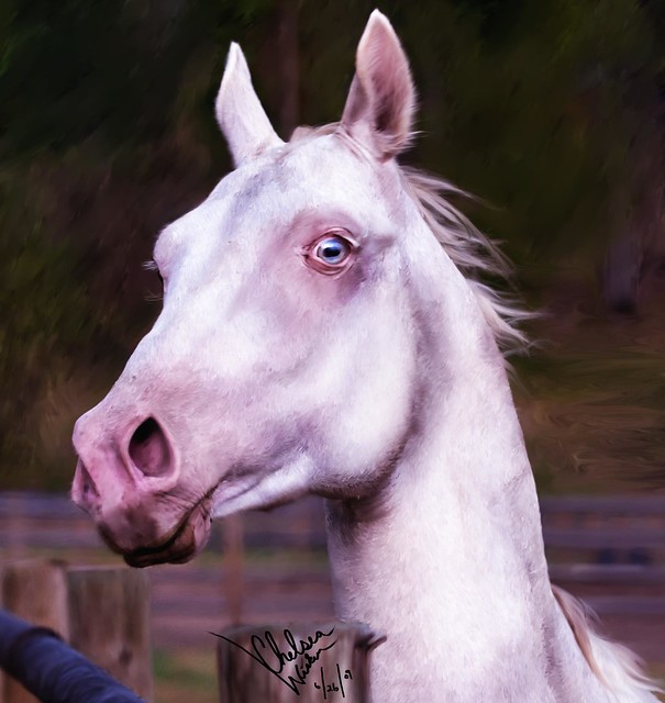 Portrait Painting of Akhal-Teke stallion Habib Shael