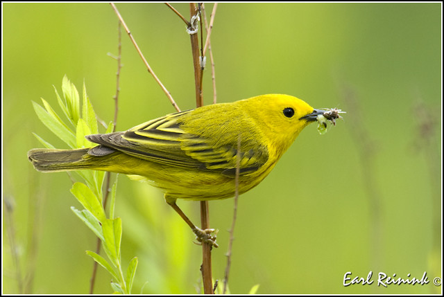 Warbler (Yellow) - 0014