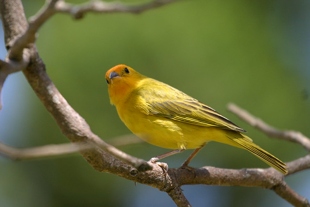 Sicalis flaveola (Saffron Finch)