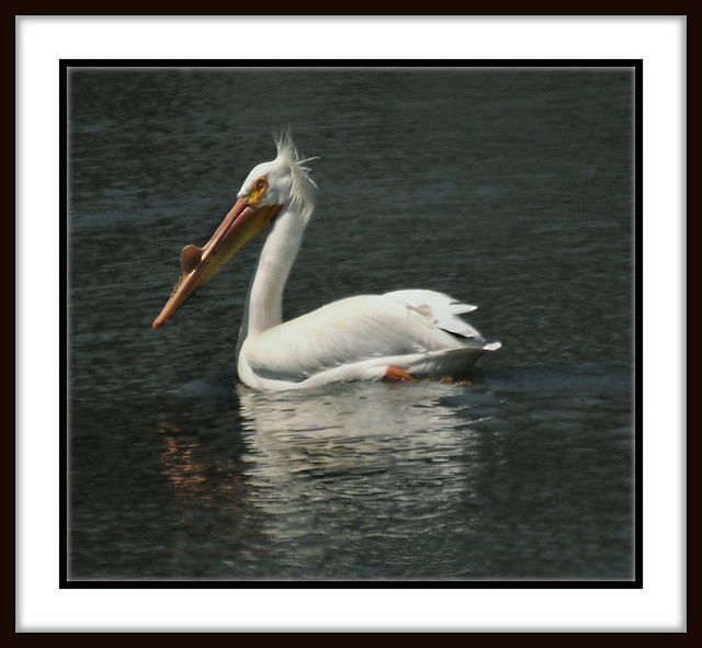 American White Pelican Visitor