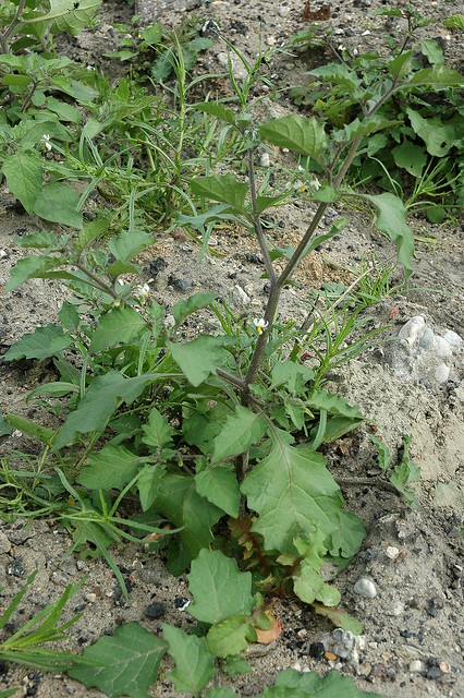 Solanum nigrum ssp. schultesii (Hairy Black Nightshade / Beklierde nachtschade) 1738