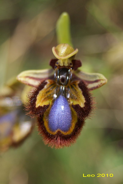 Ophrys ciliata (ophrys speculum). Orquidea  del parque natural de la Serra Mariola. Bocairent