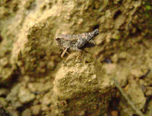 Unidentified Pigmy Grasshopper I