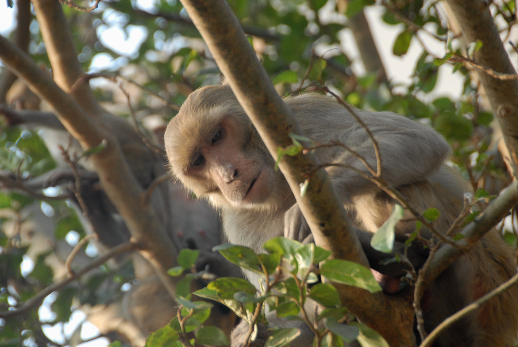 Monkeys Outside Patel Chowk Station | My theory: There are t… | Flickr