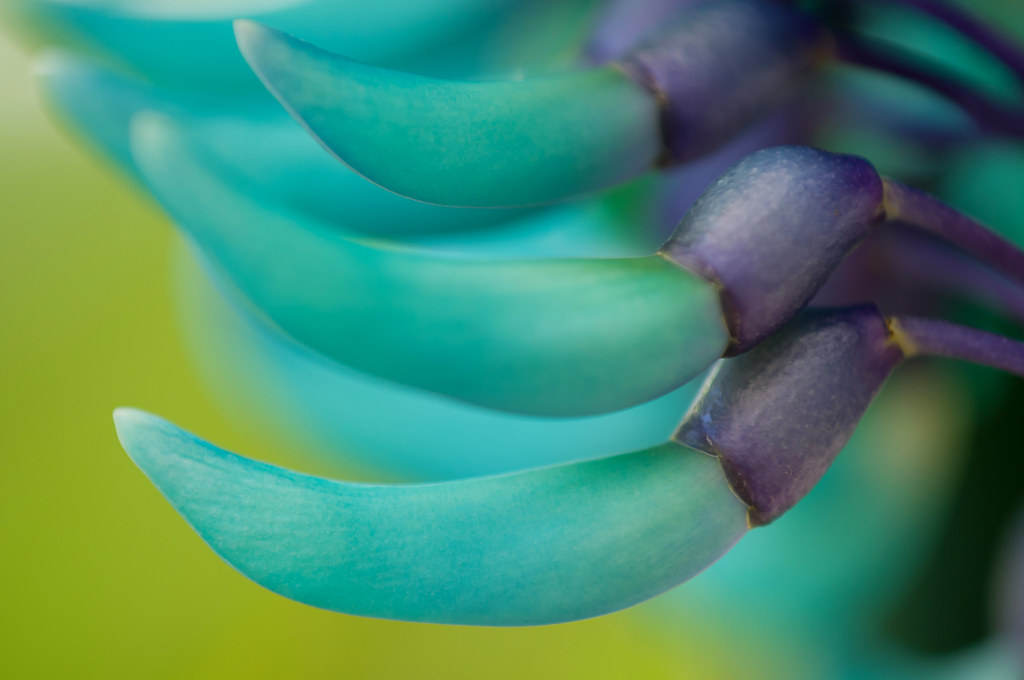 tropica | Flickr
