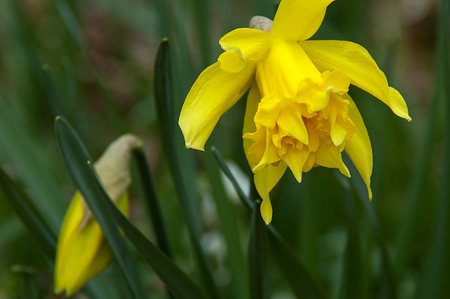 Narcissus sp. (Amaryllidaceae)