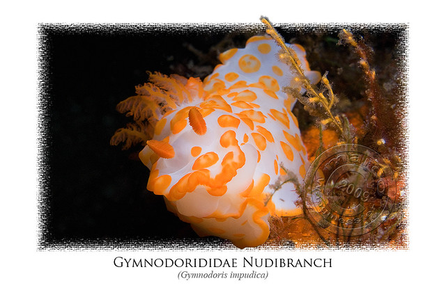 Gymnodorididae Nudibranch