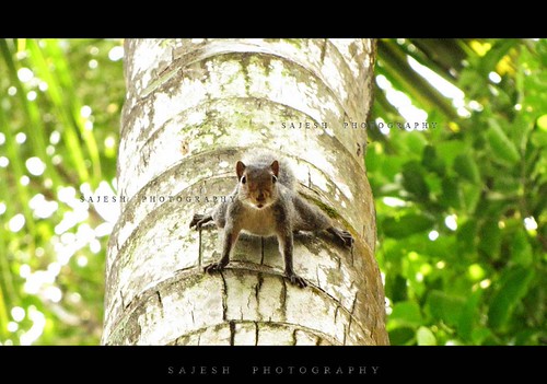 Squirrel | by Sajesh.Photography