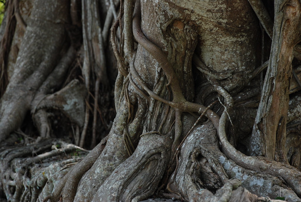 tree roots in south florida | Kristen Taylor | Flickr
