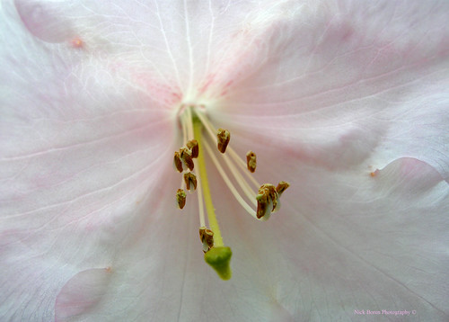 The Finer Things In Life by Nick Boren Photography