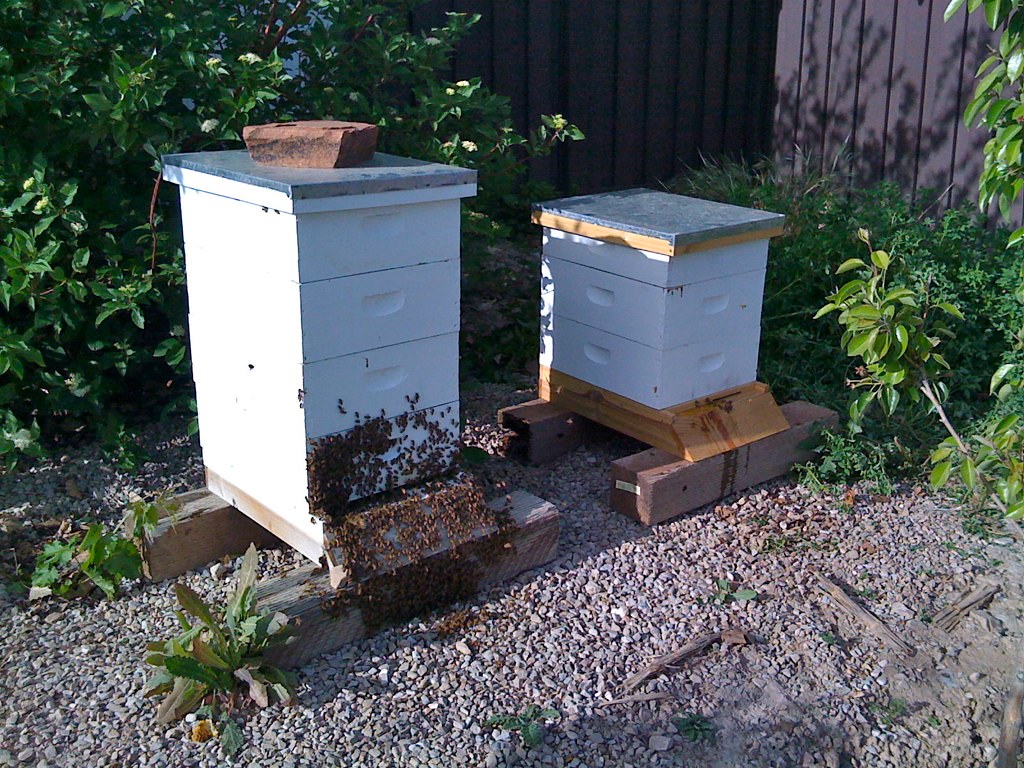 Hives after inspection.  The bees are out because I pushed them out taking the hive apart.