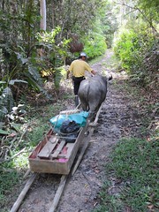 Kelabit Highlands 72 - Ox cart used for supplies to the village