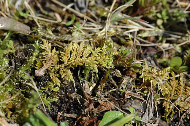 Hylocomium splendens (Glittering Wood-moss / Gewoon etagemos)