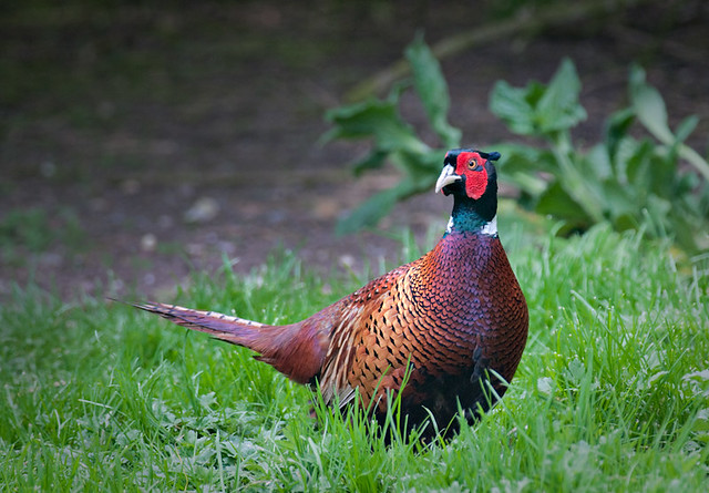 Cock pheasant