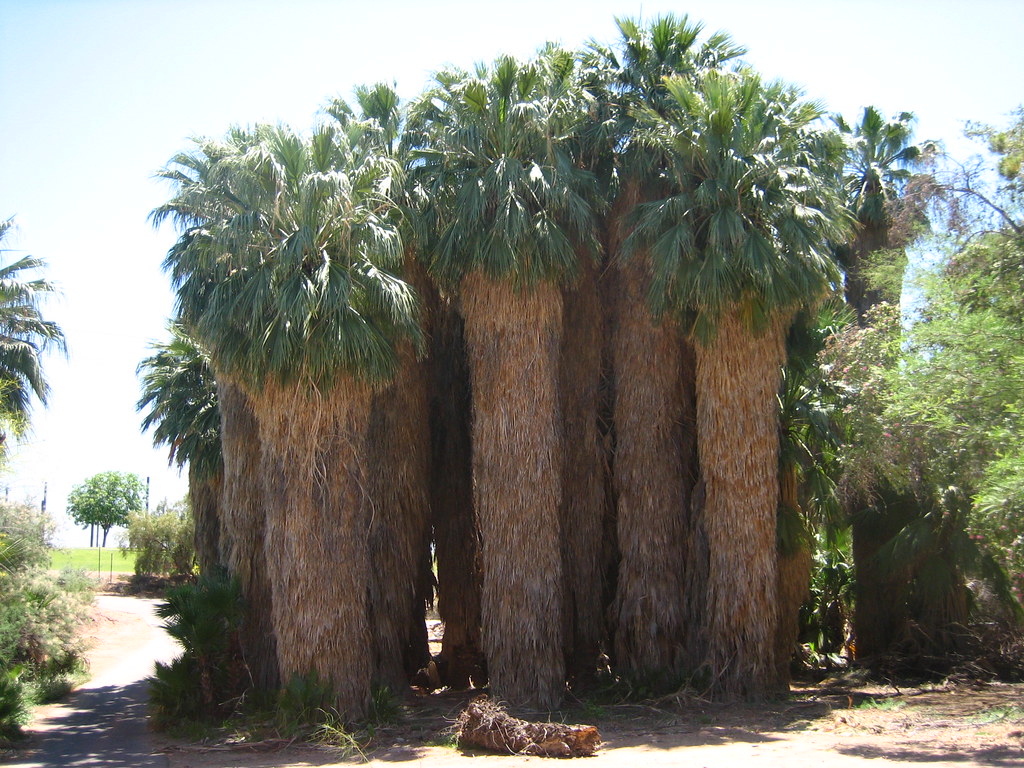 Hairy palms