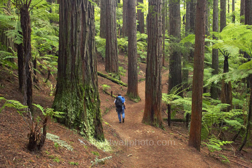 Redwood Forest, Rotorua, New Zealand