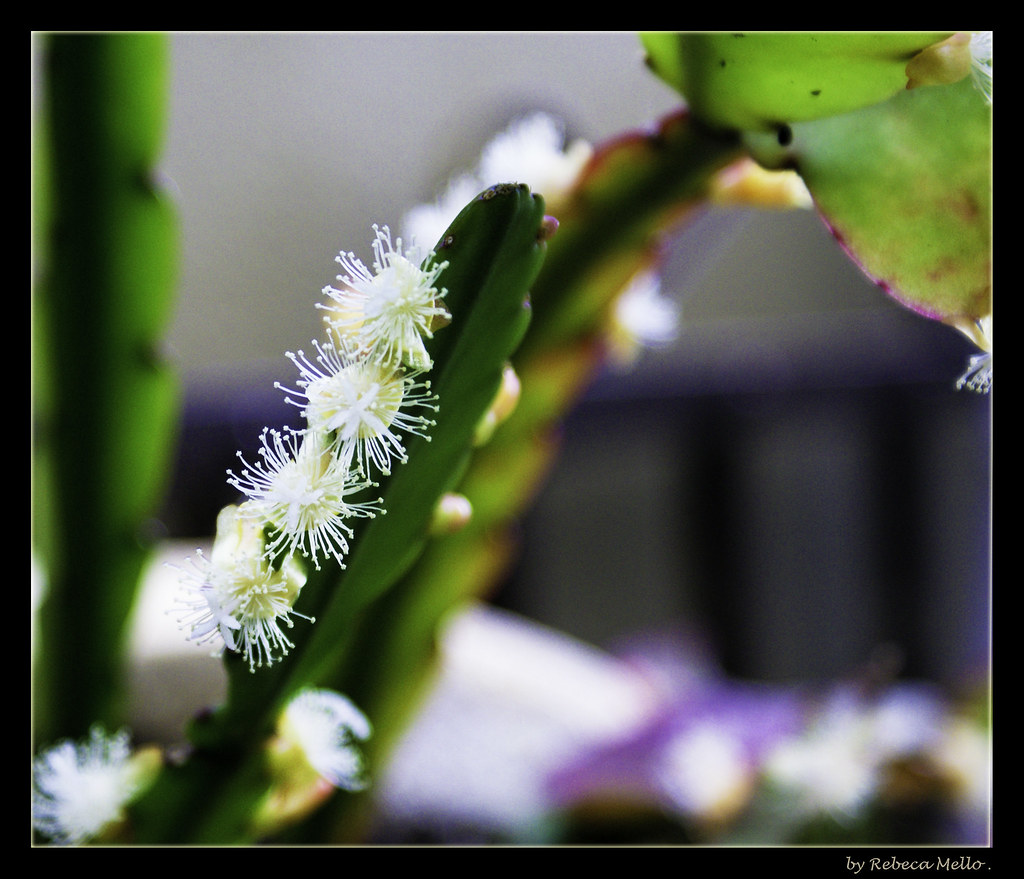 A Cactus in bloom...On Explore.... by Rebeca Mello