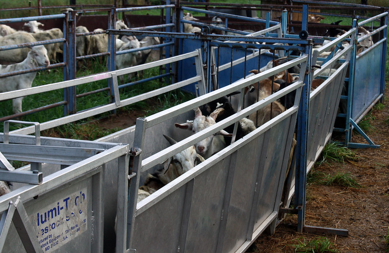 Goat Roping Entry System Handling | Flickr