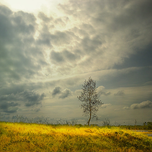 sky tree yellow clouds jaune vent wind textures ciel nuages arbre hdr lissewege