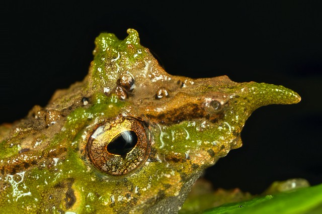 Primantas Insect Pristimantis appendiculata - a photo on Flickriver