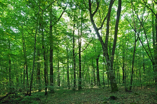 las france forest bosque bos wald floresta forêt foresta orman 森林 森 лес indreetloire غابة δάσοσ sennevières forêtdeloches