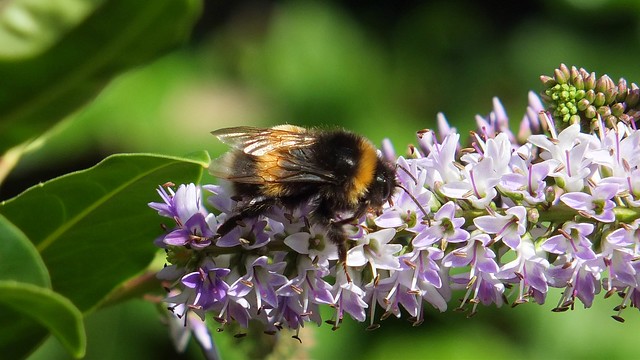 Buff-tailed bumblebee (Bombus terrestris) ©