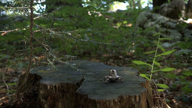 Forest Life (screenshot of video)