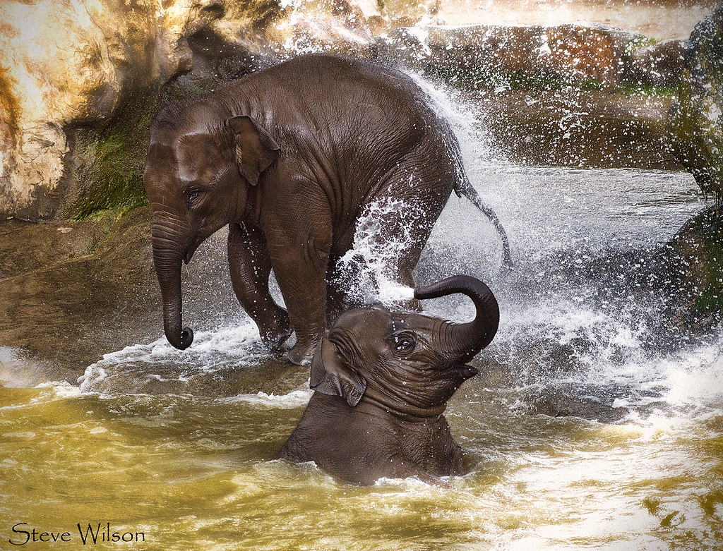 Baby Elephants at Play