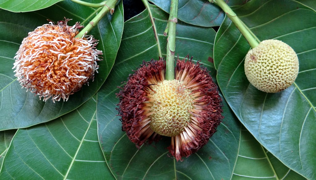 Kadamba tree fruit