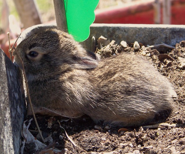 One of the Baby Bunny's in the Flowerpot