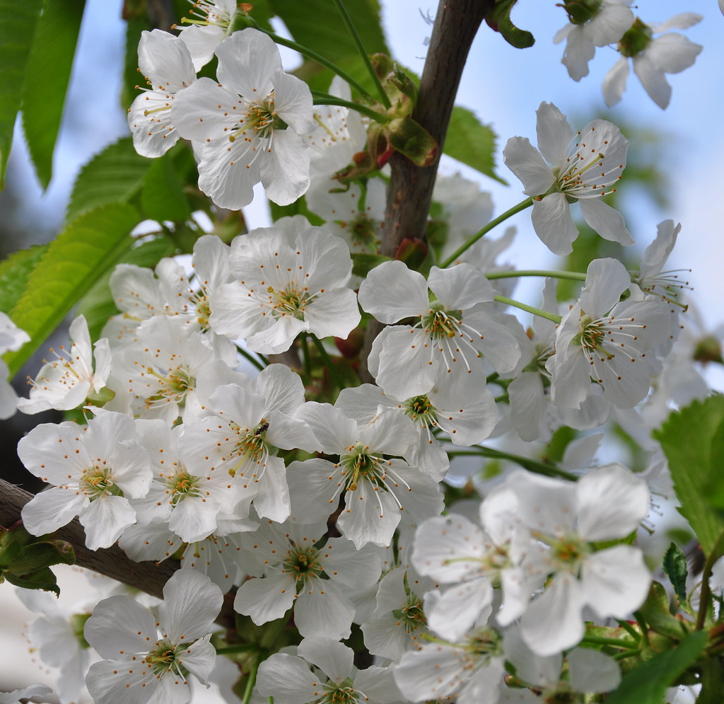Cherrys in blossom | Nikon D90 , 18-200VR, 62mm, 1/250, f/8.… | Terje ...