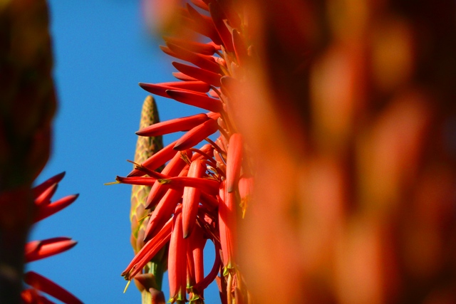 Mexico DF - La planta colorada