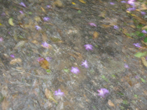 Rhodi petals Haslemere round