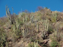 Desert - Desierto entre Moctezuma & Sahuaripa, Sonora, Mexico