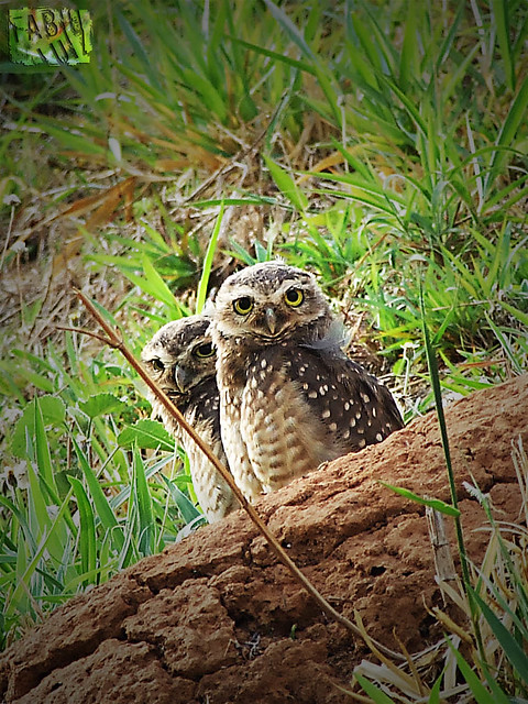 ÁguasClaras | Burrowing Owl