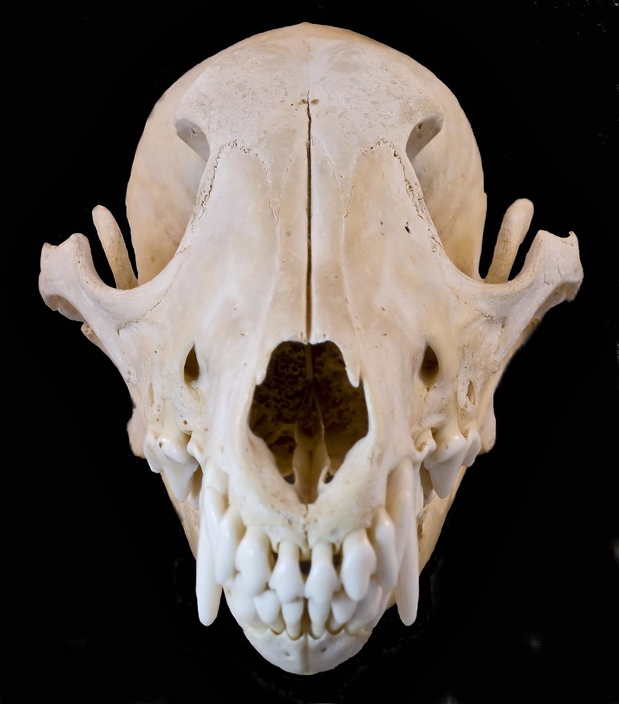 coyote, skeleton, skull, bones, bone, 2009.