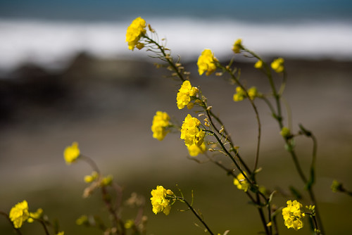 Lost Coast Flowers by AlwaysJanuary (Randy)