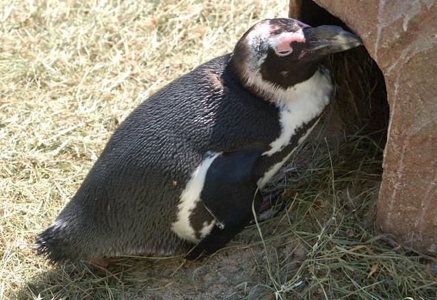 Brillenpinguin - African Penguin