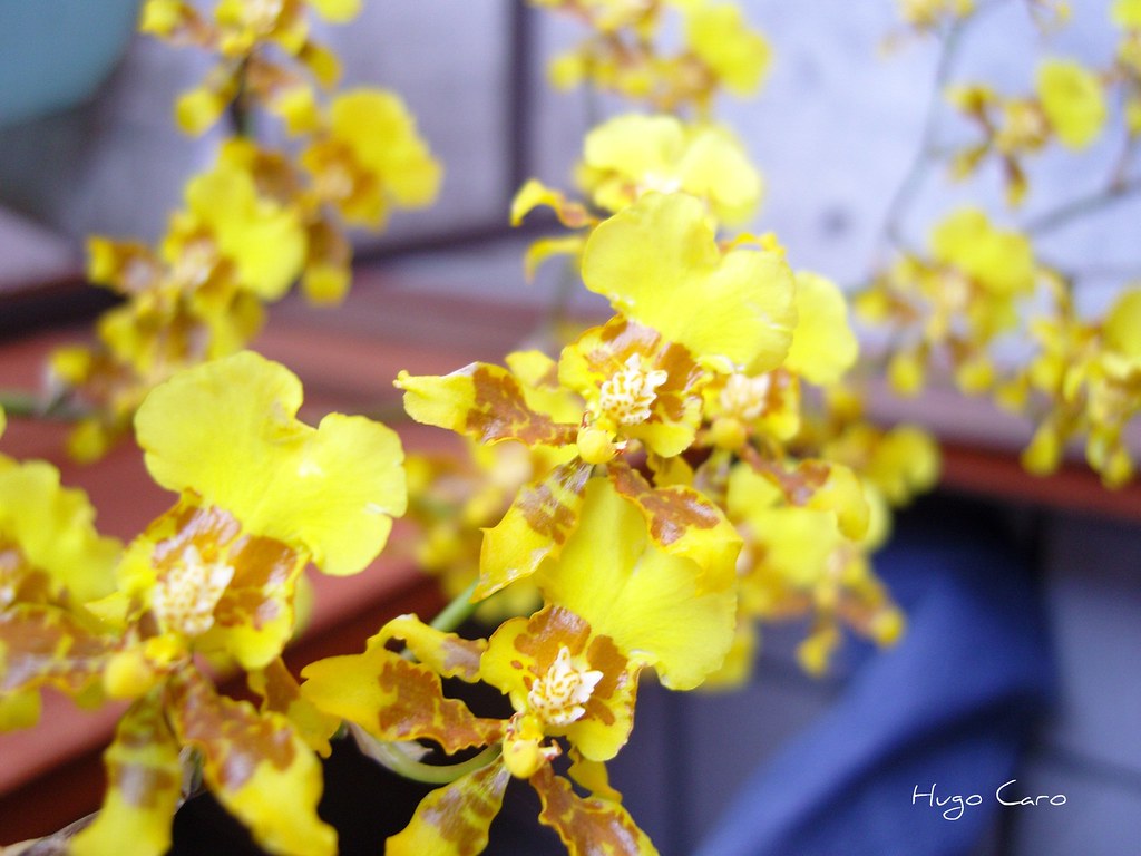 Orquídea Oncidium sphacelatum Lindl. | La famosisima flor de… | Flickr