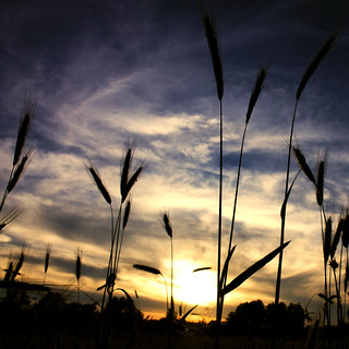 sunset and grain FP